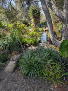image from Ruth Bancroft Garden in Walnut Creek - April 2024