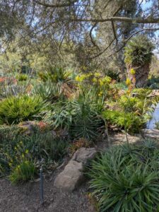 image from Ruth Bancroft Garden in Walnut Creek - April 2024