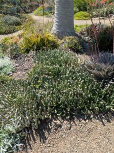image from Ruth Bancroft Garden in Walnut Creek - April 2024