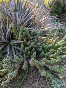 image from Ruth Bancroft Garden in Walnut Creek - April 2024