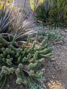 image from Ruth Bancroft Garden in Walnut Creek - April 2024