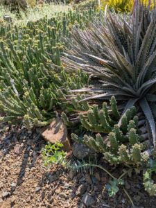 image from Ruth Bancroft Garden in Walnut Creek - April 2024