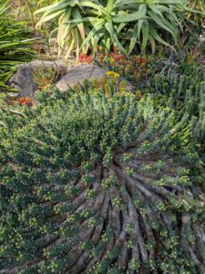 image from Ruth Bancroft Garden in Walnut Creek - April 2024