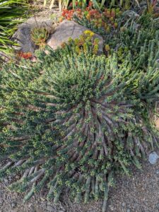 image from Ruth Bancroft Garden in Walnut Creek - April 2024