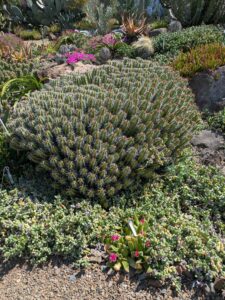 image from Ruth Bancroft Garden in Walnut Creek - April 2024