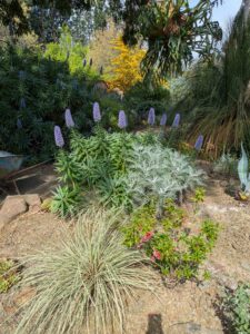 image from Ruth Bancroft Garden in Walnut Creek - April 2024