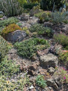 image from Ruth Bancroft Garden in Walnut Creek - April 2024