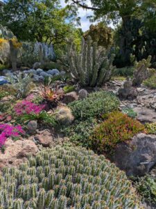 image from Ruth Bancroft Garden in Walnut Creek - April 2024