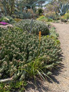 image from Ruth Bancroft Garden in Walnut Creek - April 2024