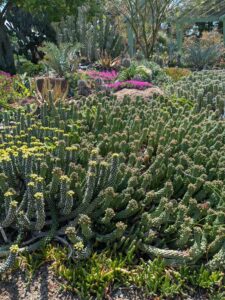 image from Ruth Bancroft Garden in Walnut Creek - April 2024
