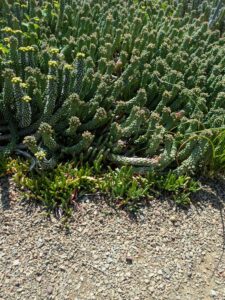 image from Ruth Bancroft Garden in Walnut Creek - April 2024