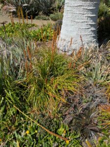 image from Ruth Bancroft Garden in Walnut Creek - April 2024
