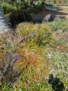 image from Ruth Bancroft Garden in Walnut Creek - April 2024
