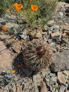 image from Ruth Bancroft Garden in Walnut Creek - April 2024
