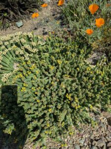 image from Ruth Bancroft Garden in Walnut Creek - April 2024
