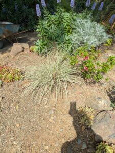 image from Ruth Bancroft Garden in Walnut Creek - April 2024