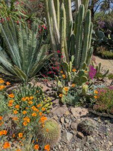 image from Ruth Bancroft Garden in Walnut Creek - April 2024