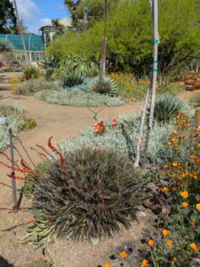 image from Ruth Bancroft Garden in Walnut Creek - April 2024