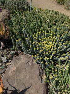image from Ruth Bancroft Garden in Walnut Creek - April 2024