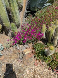 image from Ruth Bancroft Garden in Walnut Creek - April 2024