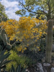 image from Ruth Bancroft Garden in Walnut Creek - April 2024