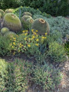 image from Ruth Bancroft Garden in Walnut Creek - April 2024