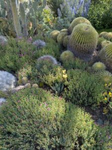 image from Ruth Bancroft Garden in Walnut Creek - April 2024