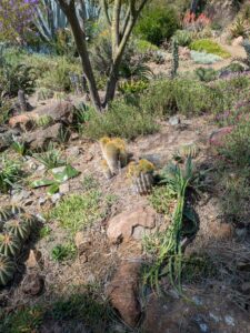 image from Ruth Bancroft Garden in Walnut Creek - April 2024