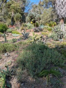 image from Ruth Bancroft Garden in Walnut Creek - April 2024