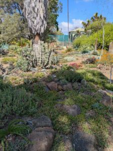 image from Ruth Bancroft Garden in Walnut Creek - April 2024