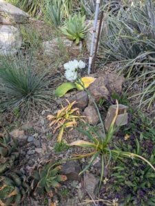 image from Ruth Bancroft Garden in Walnut Creek - April 2024