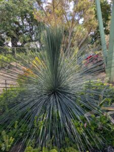 image from Ruth Bancroft Garden in Walnut Creek - April 2024