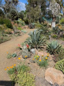 image from Ruth Bancroft Garden in Walnut Creek - April 2024