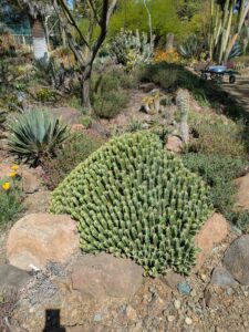 image from Ruth Bancroft Garden in Walnut Creek - April 2024