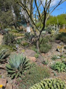 image from Ruth Bancroft Garden in Walnut Creek - April 2024