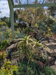 image from Ruth Bancroft Garden in Walnut Creek - April 2024