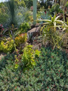image from Ruth Bancroft Garden in Walnut Creek - April 2024