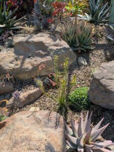 image from Ruth Bancroft Garden in Walnut Creek - April 2024