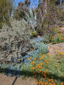 image from Ruth Bancroft Garden in Walnut Creek - April 2024