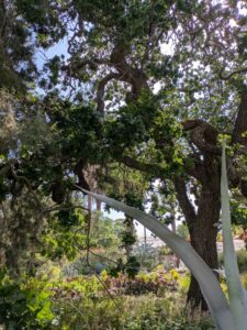 image from Ruth Bancroft Garden in Walnut Creek - April 2024