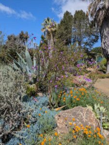 image from Ruth Bancroft Garden in Walnut Creek - April 2024