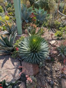 image from Ruth Bancroft Garden in Walnut Creek - April 2024