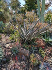 image from Ruth Bancroft Garden in Walnut Creek - April 2024