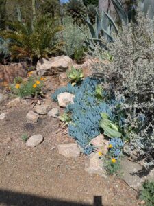 image from Ruth Bancroft Garden in Walnut Creek - April 2024