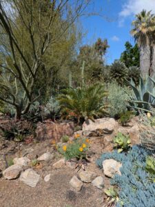 image from Ruth Bancroft Garden in Walnut Creek - April 2024