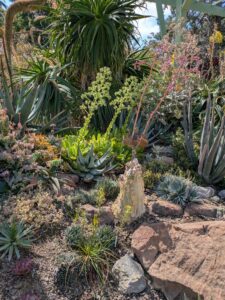 image from Ruth Bancroft Garden in Walnut Creek - April 2024