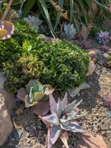 image from Ruth Bancroft Garden in Walnut Creek - April 2024