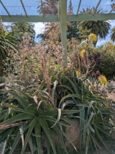 image from Ruth Bancroft Garden in Walnut Creek - April 2024