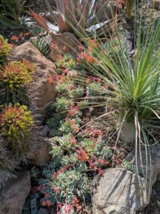 image from Ruth Bancroft Garden in Walnut Creek - April 2024