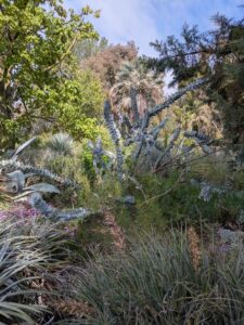 image from Ruth Bancroft Garden in Walnut Creek - April 2024
